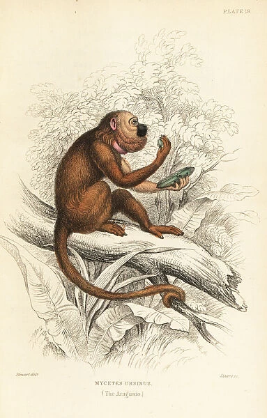 Brown howler monkey, Alouatta guariba. Critically endangered