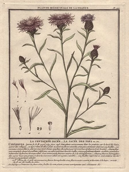 Brown knapweed or brownray knapweed, Centaurea jacea