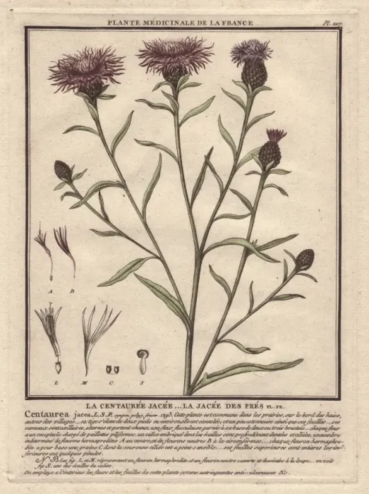 Framed Print : Brown knapweed or brownray knapweed, Centaurea jacea Framed Print : Brown knapweed or brownray knapweed, Centaurea jacea