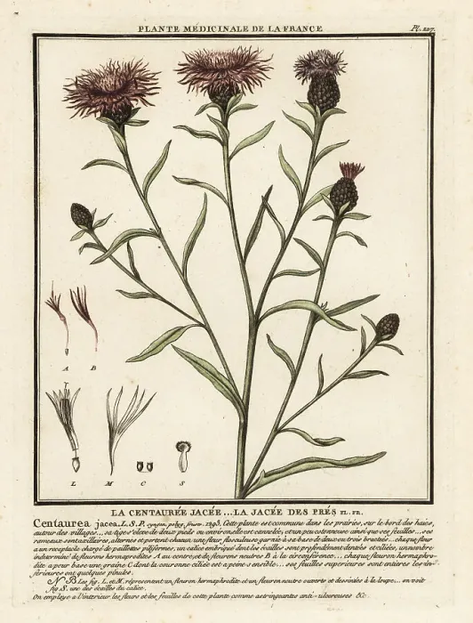Framed Print : Brown knapweed, Centaurea jacea Framed Print : Brown knapweed, Centaurea jacea