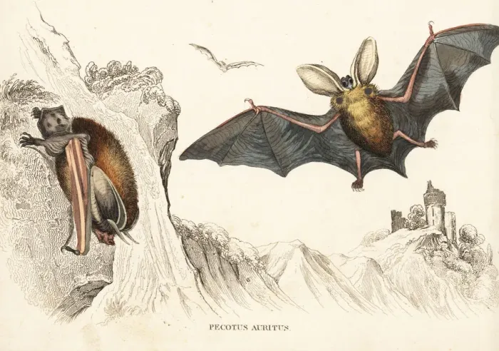 Framed Print : Brown long-eared bat, Plecotus auritus Framed Print : Brown long-eared bat, Plecotus auritus