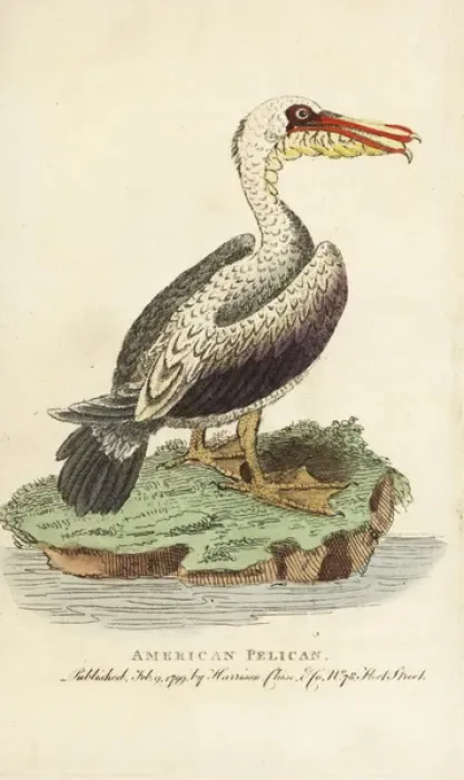Framed Print : Brown pelican, Pelecanus occidentalis Framed Print : Brown pelican, Pelecanus occidentalis