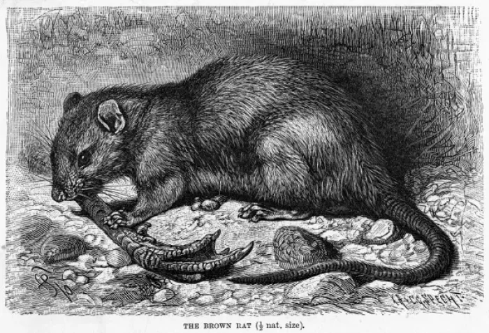 Framed Print : BROWN RAT. (rattus norvegicus). The BROWN RAT, seen enjoying a snack Framed Print : BROWN RAT. (rattus norvegicus). The BROWN RAT, seen enjoying a snack