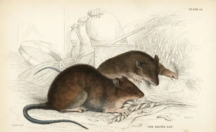 Framed Print : Brown rat, Rattus norvegicus Framed Print : Brown rat, Rattus norvegicus
