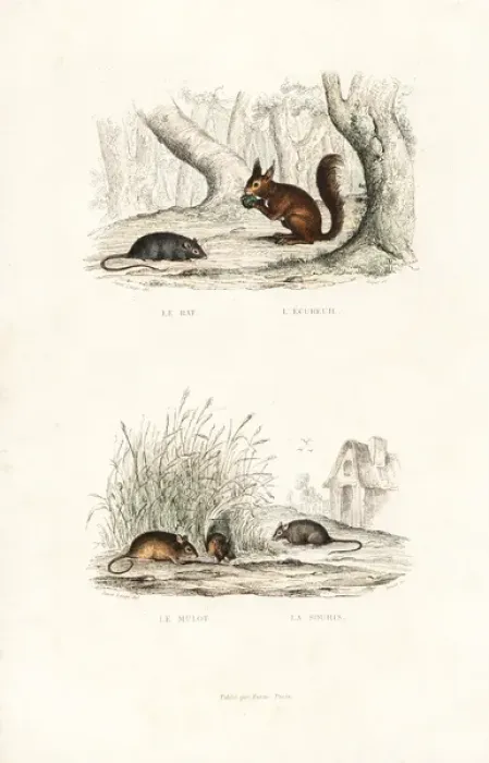 Framed Print : Brown rat, red squirrel, and wood mouse Framed Print : Brown rat, red squirrel, and wood mouse