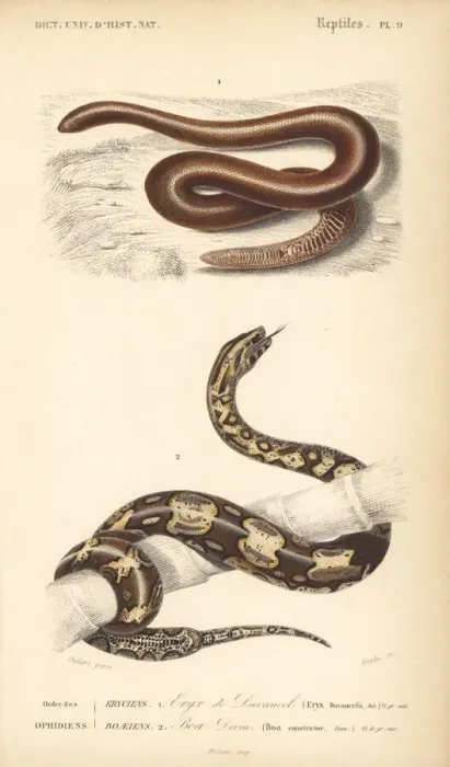 Framed Print : Brown sand boa and boa constrictor Framed Print : Brown sand boa and boa constrictor
