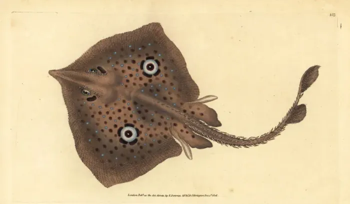 Framed Print : Brown skate or mirror ray, Raja miraletus Framed Print : Brown skate or mirror ray, Raja miraletus