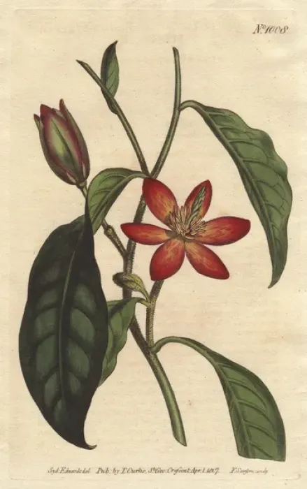 Framed Print : Brown-stalked magnolia with scarlet and orange Framed Print : Brown-stalked magnolia with scarlet and orange