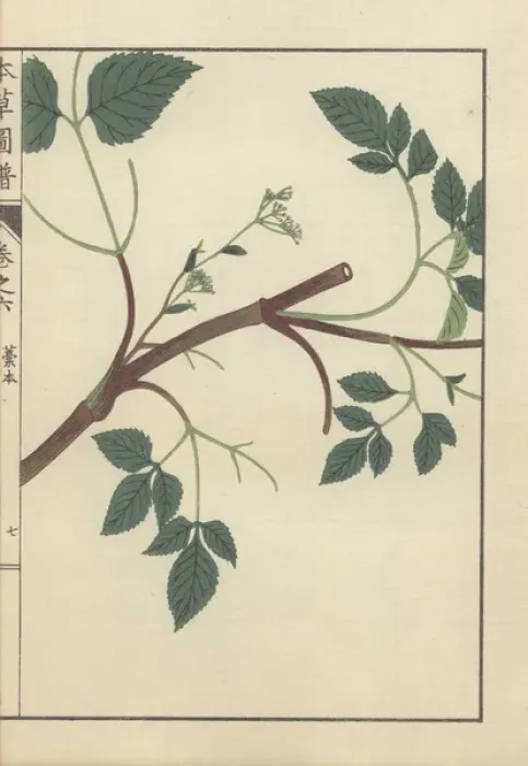 Framed Print : Brown stem with several leafy stalks and tiny Framed Print : Brown stem with several leafy stalks and tiny