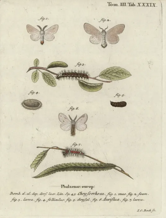 Framed Print : Brown-tail moth, Euproctis chrysorrhoea Framed Print : Brown-tail moth, Euproctis chrysorrhoea