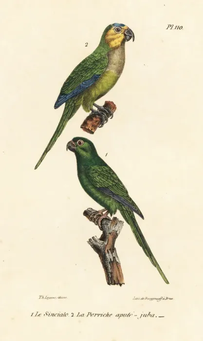 Framed Print : Brown-throated parakeet and long-tailed green Framed Print : Brown-throated parakeet and long-tailed green