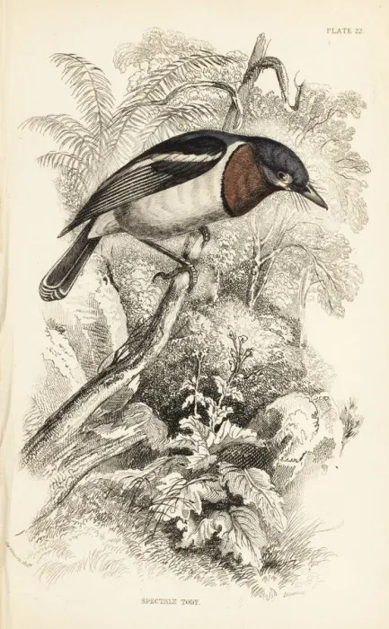 Framed Print : Brown-throated wattle-eye, Platysteira cyanea Framed Print : Brown-throated wattle-eye, Platysteira cyanea
