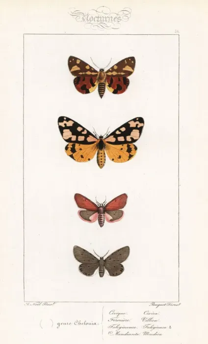 Framed Print : Brown tiger moth, cream-spot tiger, ruby tiger Framed Print : Brown tiger moth, cream-spot tiger, ruby tiger