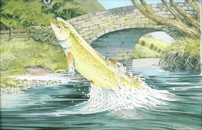 Framed Print : Brown Trout