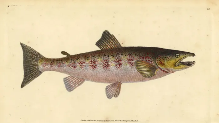 Framed Print : Brown trout, Salmo trutta fario Framed Print : Brown trout, Salmo trutta fario