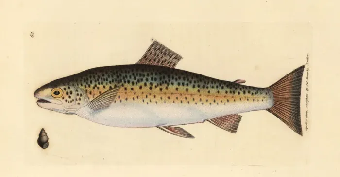 Framed Print : Brown trout, Salmo trutta fario Framed Print : Brown trout, Salmo trutta fario