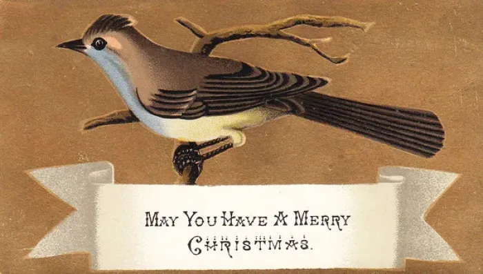Framed Print : Brown and white bird on a Christmas card Framed Print : Brown and white bird on a Christmas card