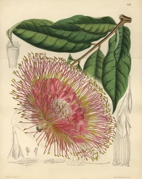 Framed Print : Brownea macrophylla, small tree native to New Grenada