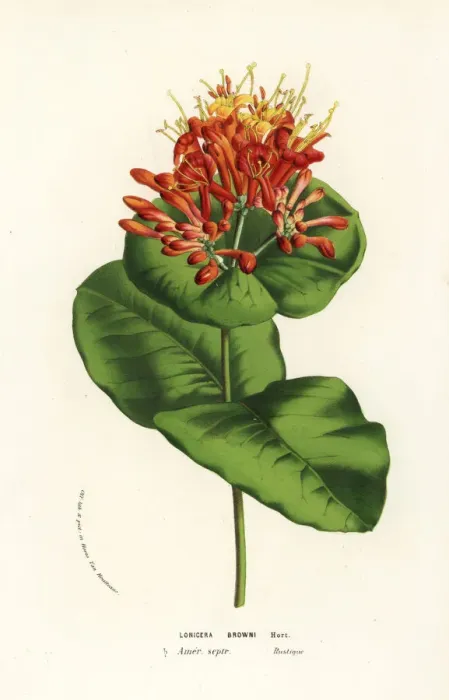 Framed Print : Browns honeysuckle, Lonicera brownii Framed Print : Browns honeysuckle, Lonicera brownii