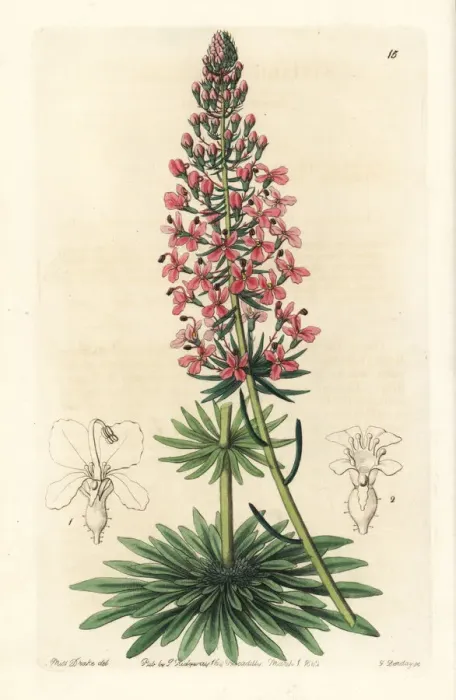Framed Print : Browns stylewort, Stylidium brunonianum Framed Print : Browns stylewort, Stylidium brunonianum