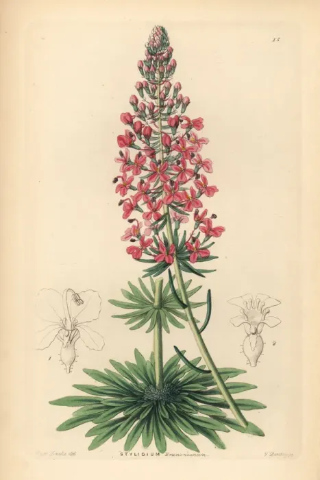 Framed Print : Browns stylewort, Stylidium brunonianum Framed Print : Browns stylewort, Stylidium brunonianum