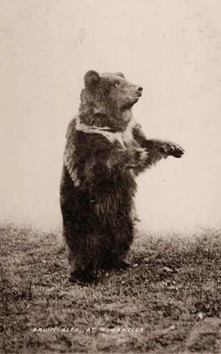 Framed Print : Bruin Alex the Bear, Wombwells Menagerie Framed Print : Bruin Alex the Bear, Wombwells Menagerie