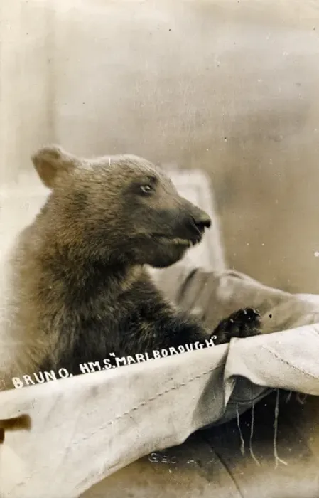 Framed Print : Bruno the Bear, HMS Marlborough battleship mascot Framed Print : Bruno the Bear, HMS Marlborough battleship mascot