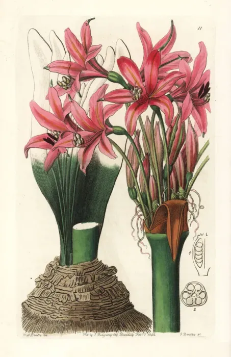 Framed Print : Brunsvigia grandiflora Framed Print : Brunsvigia grandiflora