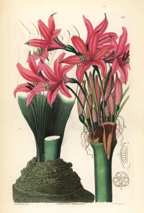 Framed Print : Brunsvigia grandiflora Framed Print : Brunsvigia grandiflora