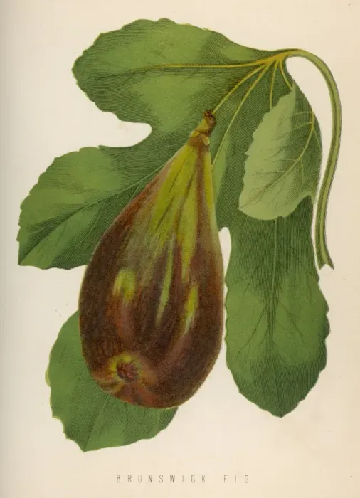 Framed Print : Brunswick Fig / 1871 Framed Print : Brunswick Fig / 1871