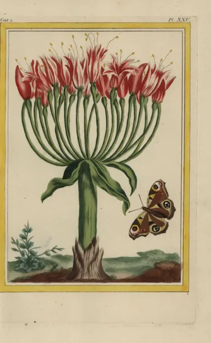Framed Print : Brunswick lily or chandelier flower, Brunsvigia multiflora Framed Print : Brunswick lily or chandelier flower, Brunsvigia multiflora
