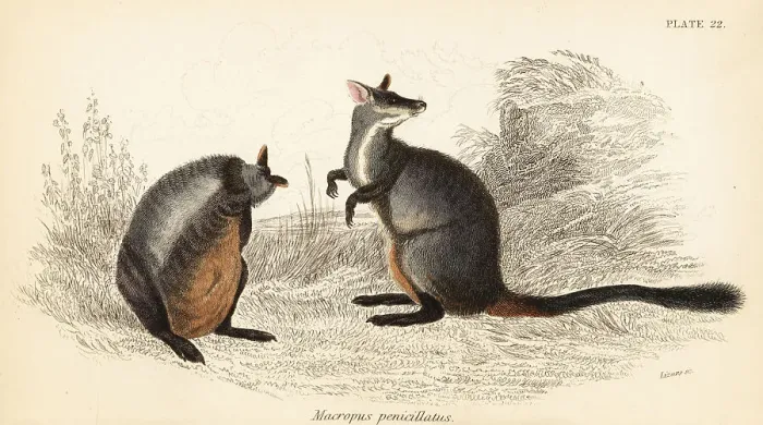 Framed Print : Brush-tailed rock-wallaby, Petrogale penicillata Framed Print : Brush-tailed rock-wallaby, Petrogale penicillata