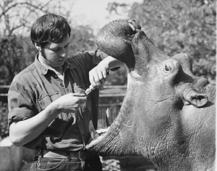 Framed Print : Brushing Hippos Teeth Framed Print : Brushing Hippos Teeth