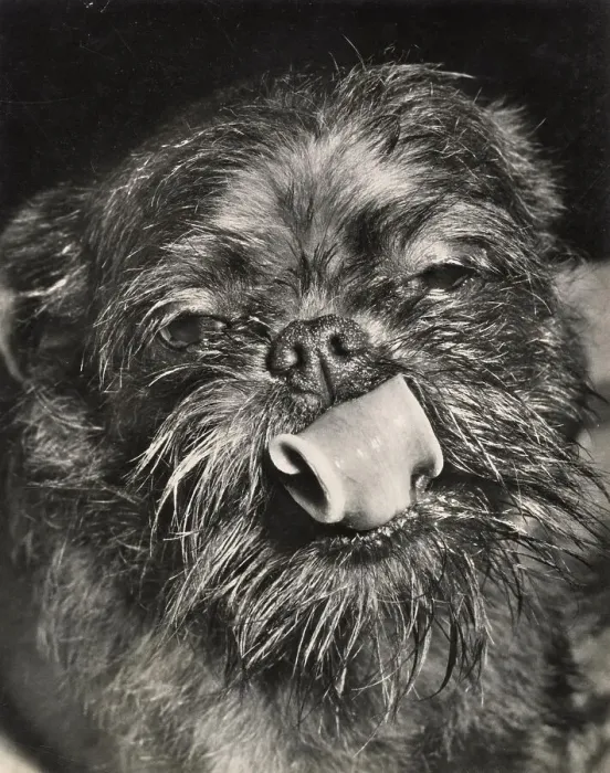 Framed Print : Brussels Griffon dog curling its tongue Date: 1950s Framed Print : Brussels Griffon dog curling its tongue Date: 1950s