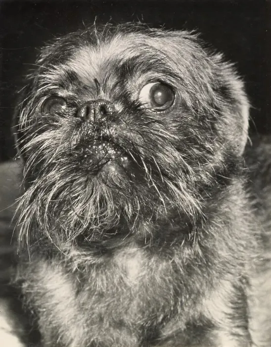 Framed Print : Brussels Griffon dog looking thoughtful Date: 1950s Framed Print : Brussels Griffon dog looking thoughtful Date: 1950s