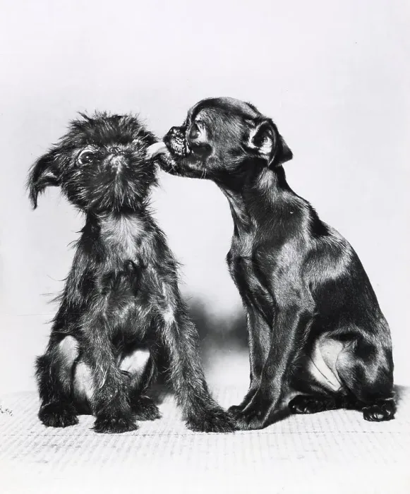 Framed Print : Two Brussels Griffon puppies, one licking the other Date: 1950s Framed Print : Two Brussels Griffon puppies, one licking the other Date: 1950s