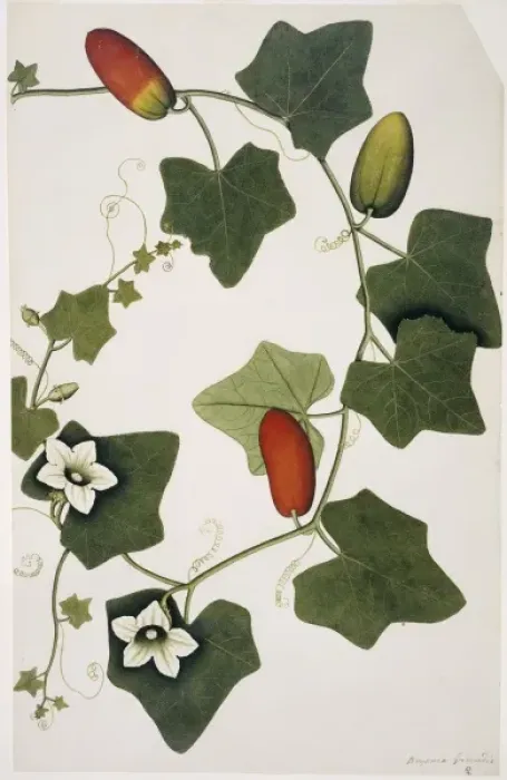 Framed Print : Bryonia grandis, ivy gourd Framed Print : Bryonia grandis, ivy gourd