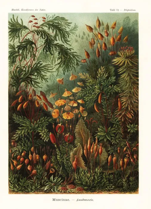 Framed Print : Bryophyta mosses Framed Print : Bryophyta mosses