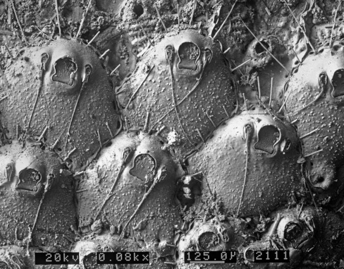 Framed Print : A bryozoan colony Framed Print : A bryozoan colony