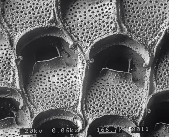 Framed Print : A bryozoan colony Framed Print : A bryozoan colony