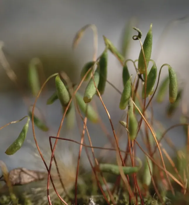 Framed Print : Bryum capillare, bryum moss Framed Print : Bryum capillare, bryum moss