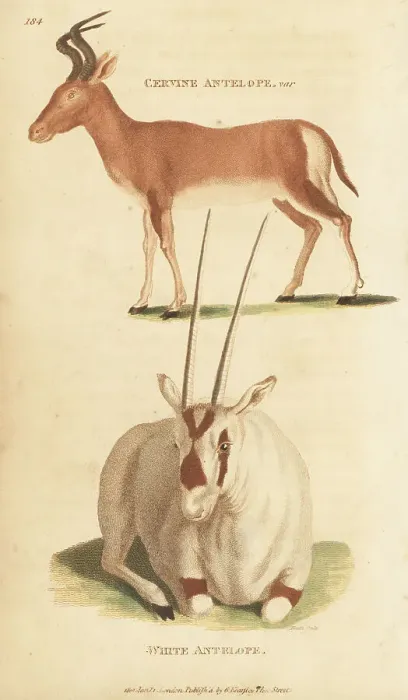 Framed Print : Bubal hartebeest (extinct) and white oryx Framed Print : Bubal hartebeest (extinct) and white oryx