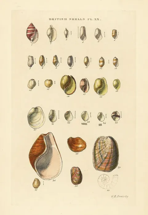 Framed Print : Bubble snails and sea snail varieties, Cylichna, Bulla, etc Framed Print : Bubble snails and sea snail varieties, Cylichna, Bulla, etc