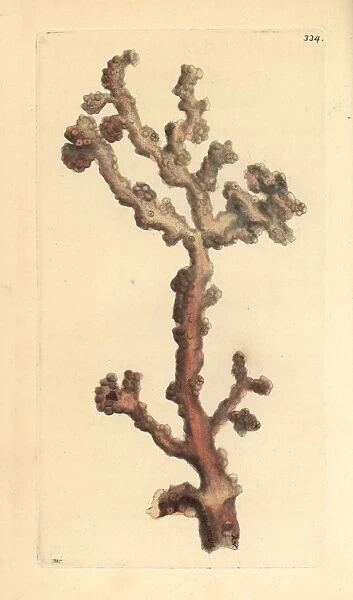 Bubblegum coral, Paragorgia arborea