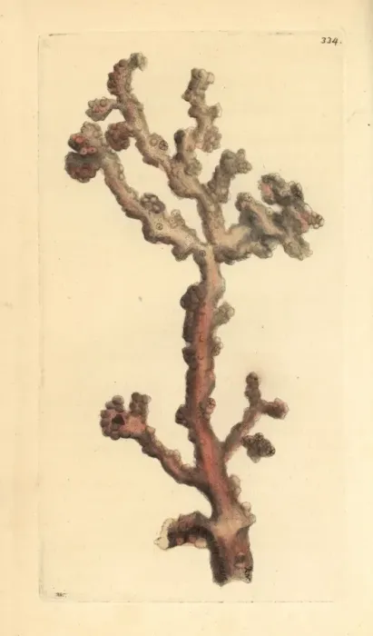 Framed Print : Bubblegum coral, Paragorgia arborea Framed Print : Bubblegum coral, Paragorgia arborea