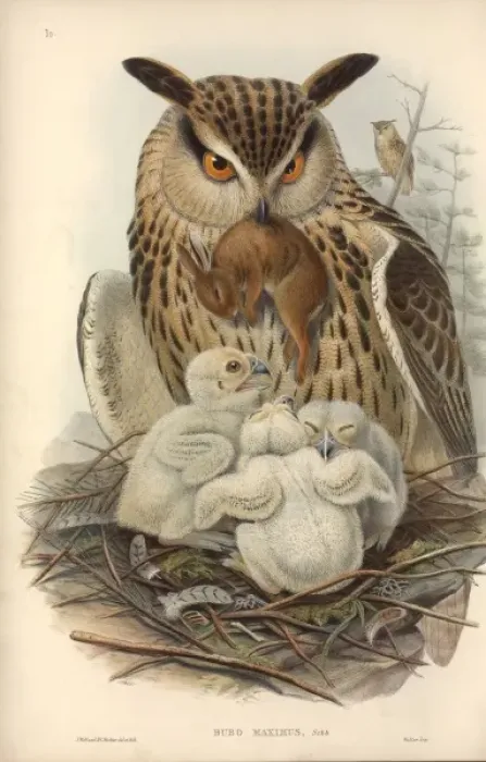Framed Print : Bubo bubo, Eurasian eagle-owl Framed Print : Bubo bubo, Eurasian eagle-owl