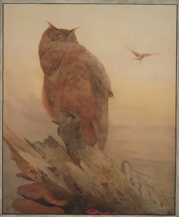 Framed Print : Bubo bubo, northern eagle-owl Framed Print : Bubo bubo, northern eagle-owl