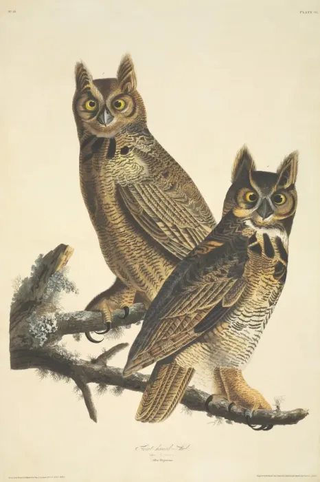 Framed Print : Bubo virginianus, great-horned owl Framed Print : Bubo virginianus, great-horned owl