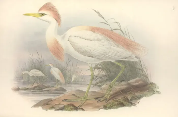 Framed Print : Bubulcus ibis, cattle egret Framed Print : Bubulcus ibis, cattle egret