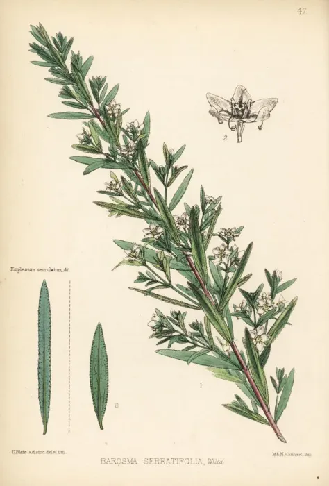 Framed Print : Bucchu or buku, Agathosma crenulata Framed Print : Bucchu or buku, Agathosma crenulata